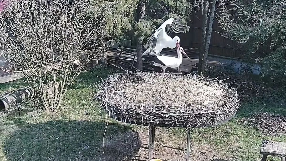 Megérkezett Szofi, a fehér gólya – láthatjuk a nagy találkozást Macussal!