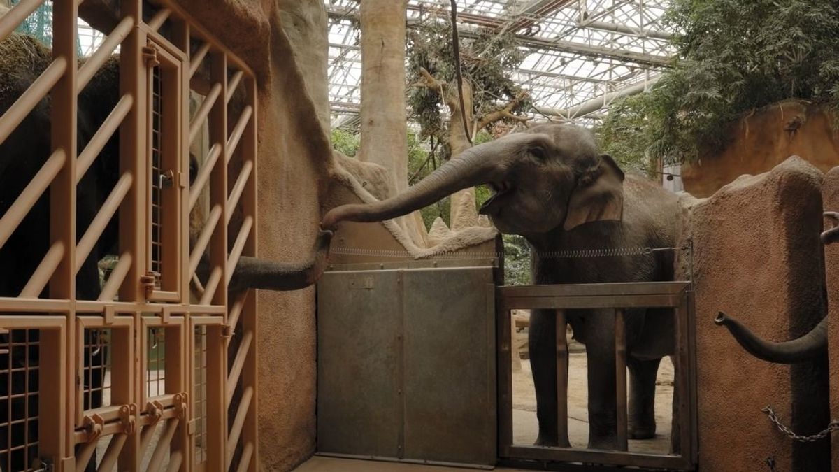 Új helyre költözött a veszprémi állatkert ázsiai elefántbikája, Nuka (videók)