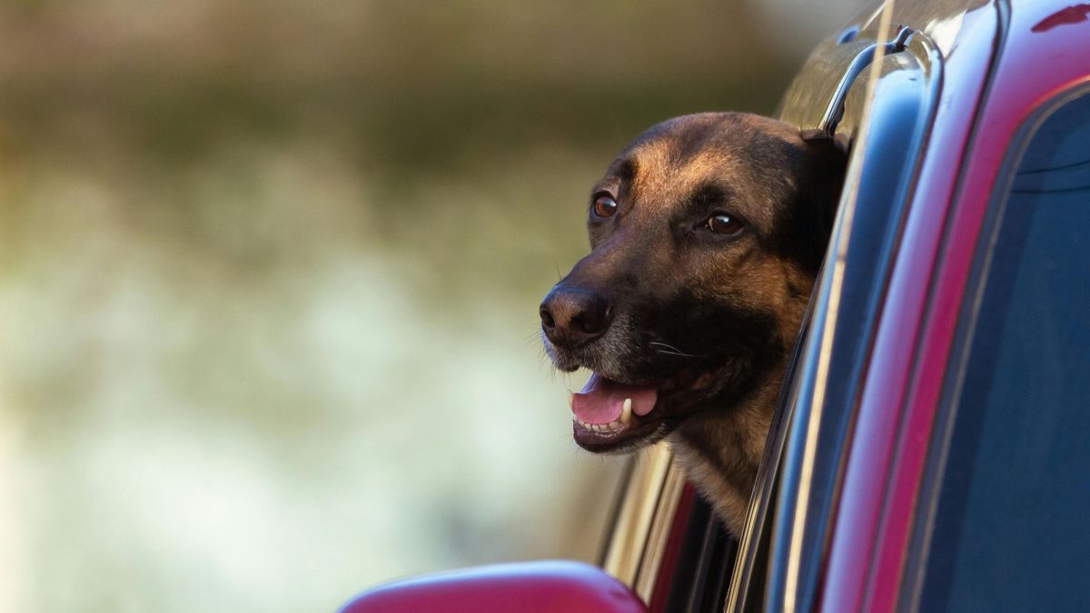 Hihetetlen történet: a kutya hívta segítségül a járőröket