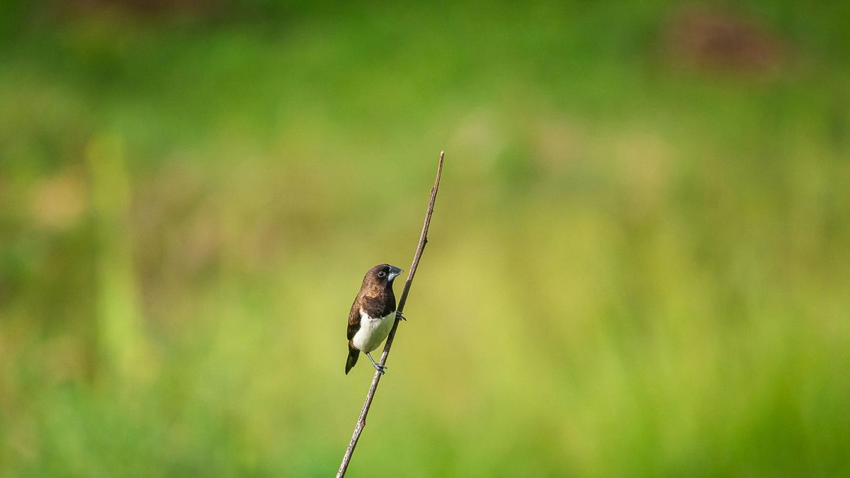 Élővilág a kertedben: most bárki részt vehet a Tavaszi természetlesen
