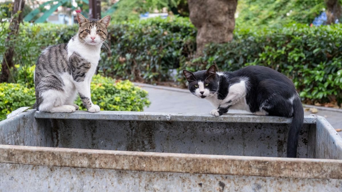 Praktikus tanács: soha ne este vidd le a kukát! Ezért nem mindegy, mikor teszed ki a szemetet