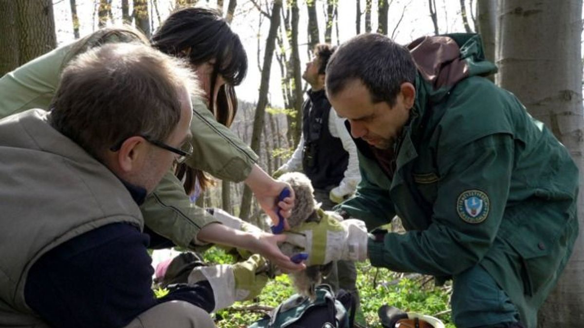 Magyar rangerek, romantikus romok titkainak fürkészői, vadlovak szelíd megmentői