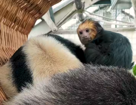 Az aranyfejű oroszlánmajmocska új barátságot kötött