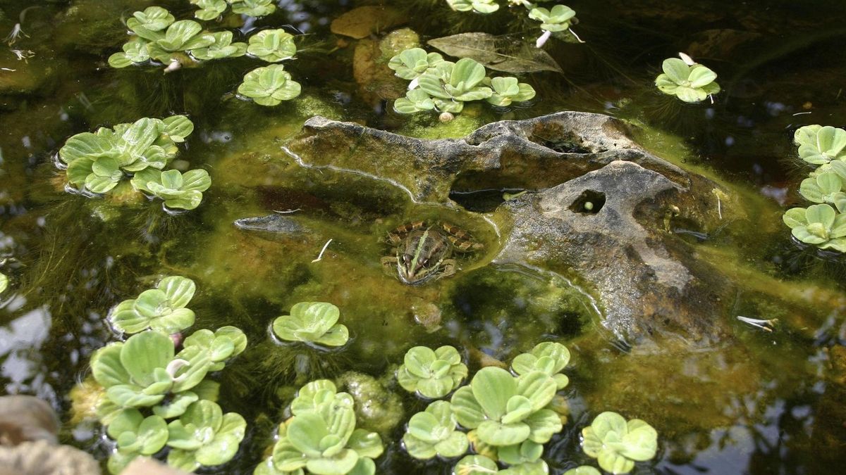 Videón a pontyból lett vízitaxis, ezen a jeleneten nevet a net (+ videó)