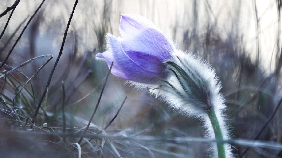 Megtévesztő lesz a mai időjárás Veszprémben – nem marad ilyen sokáig