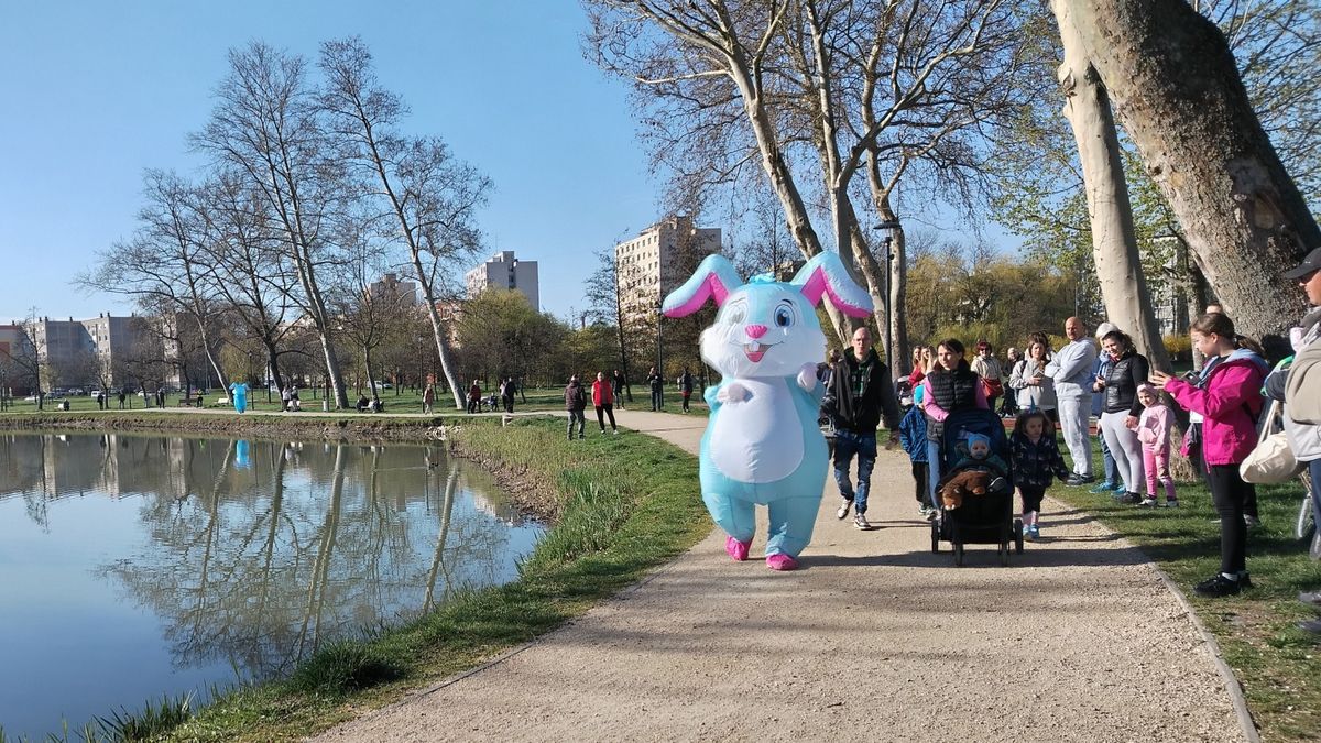 Ajkán fogták meg a Tovafutó nyuszit (galéria)