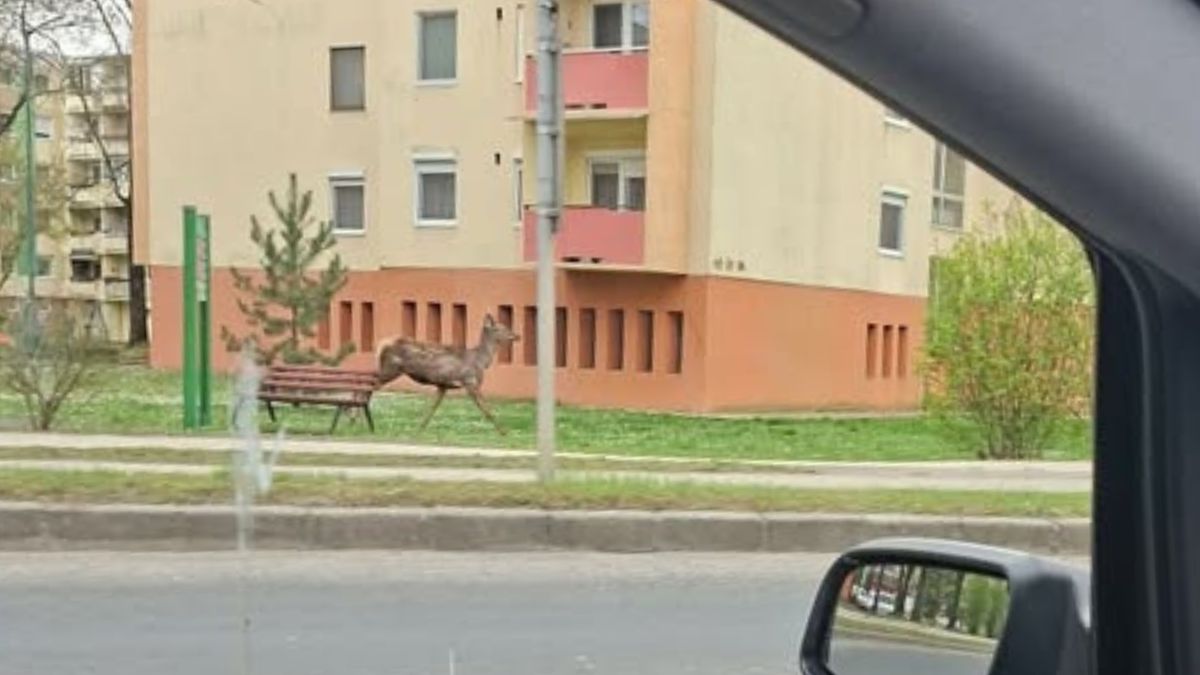 A belvárosban korzózott egy őz, sokan aggódtak érte