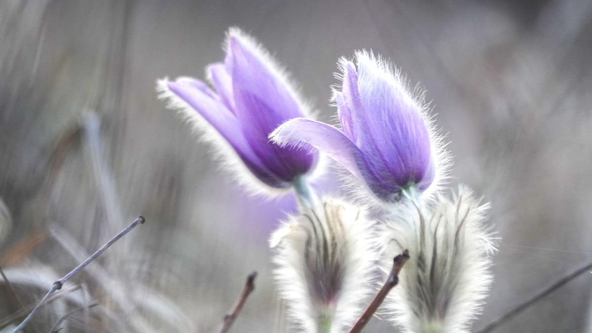 Bűbáj-bajnokság a fűben (galéria)