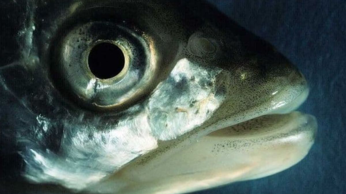 Ívó balinokat figyeltek meg egy Balatonba torkolló patakon (+ videó)