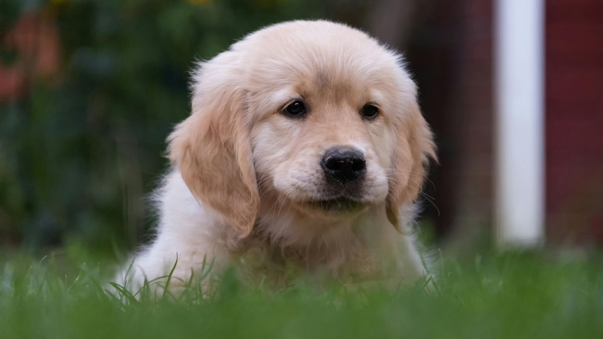 Nem igaz a hét kutyaév szabály, tudományos adatok cáfolják az elméletet