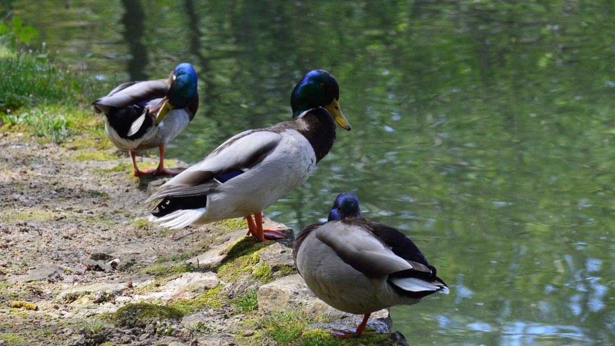 Nem kacsa, de közelít