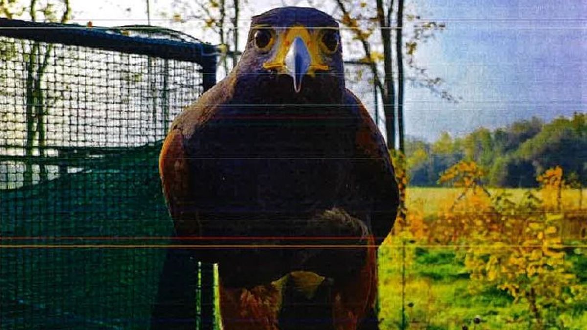 Szürreális állatkínzás: szirti sassal ölette a macskákat a férfi, videóra is vette