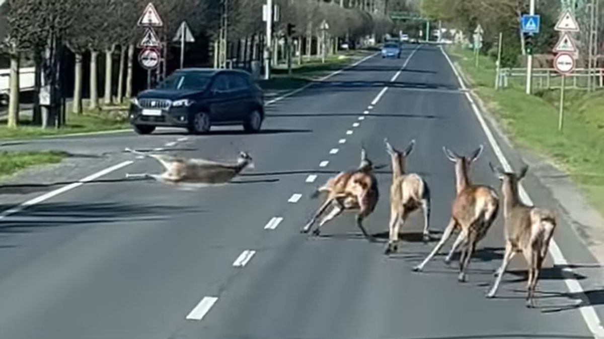 Ez nagyon veszélyes volt! Őzek rohangáltak az autók között (+videó)