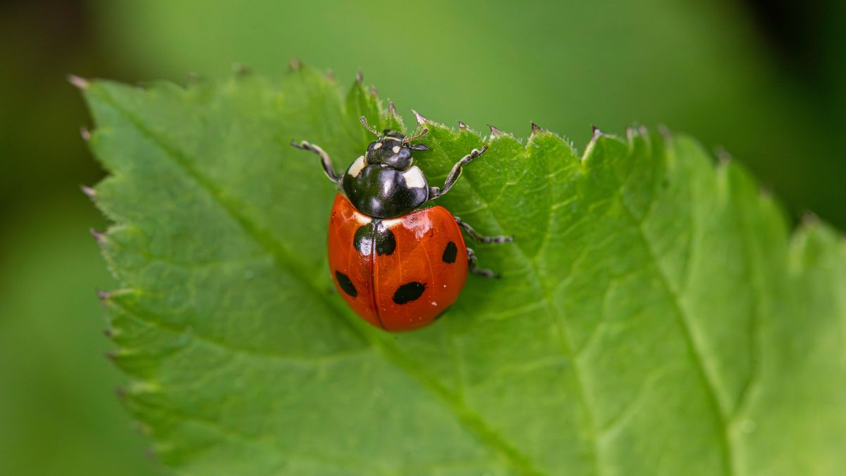 Tavasszal felébred a kert – ilyenkor fontos igazán a rovarok munkája