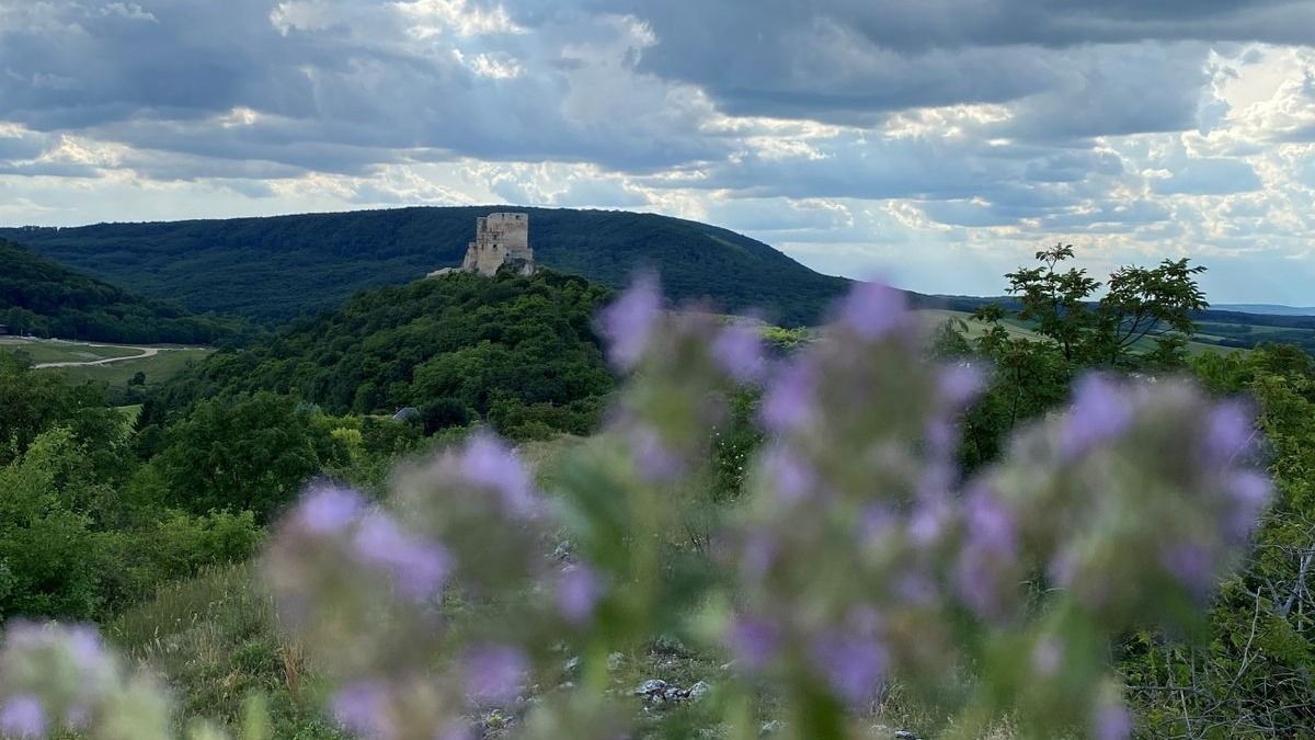 A hangyáknak a puszi olyan, mint nekünk a híradó és a személyi ellenőrzése (videó)
