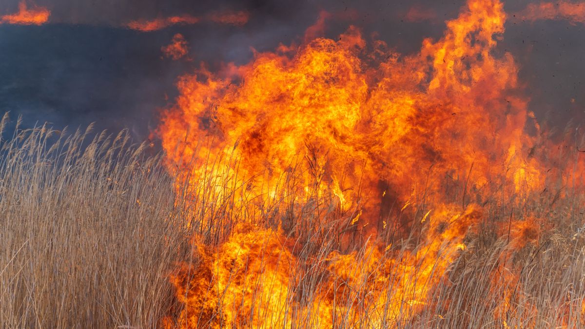 Ég a nádas Várpalota közelében