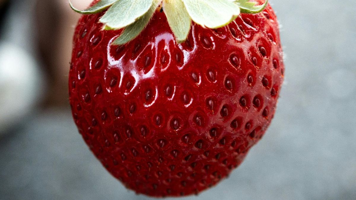 Olyan, hogy finom és olcsó eper, már évek óta nincs – Vagy mégis? 