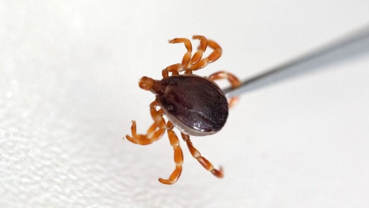 Figyelmeztetnek a szakemberek: szokatlan kullancs bukkant fel – ezt tudnod kell
