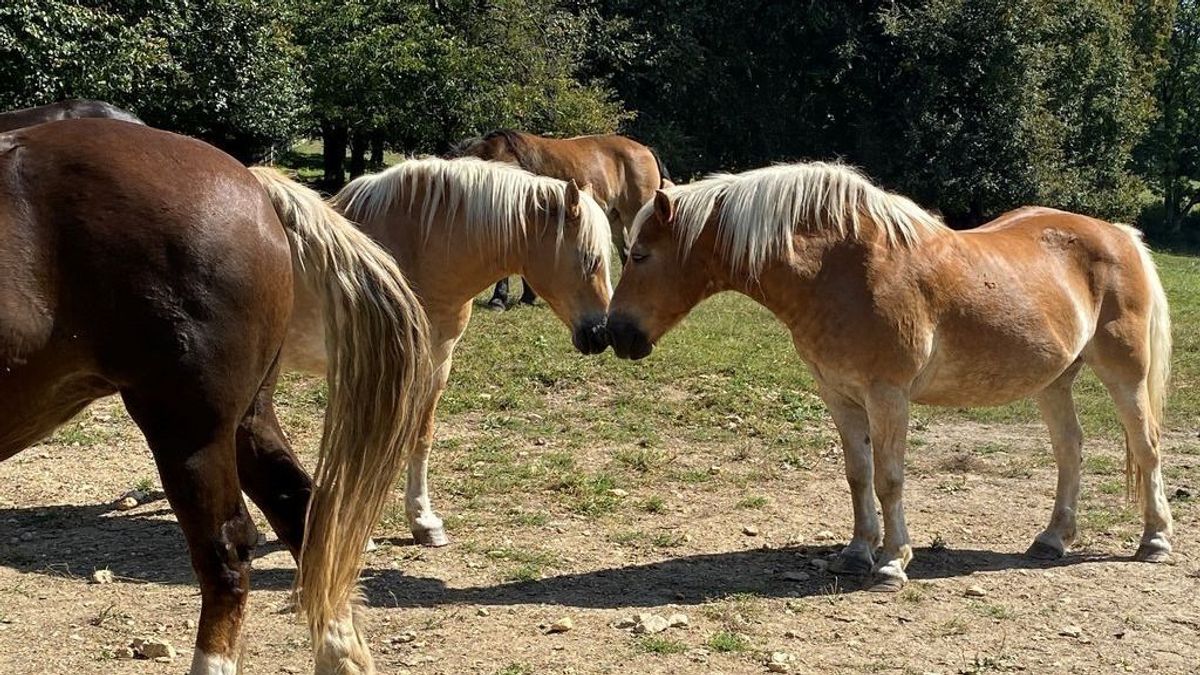 A Kassai Lovasíjász Iskola érkezik a Bakonyba, és póni-, csacsiápolásra is hív az ingyenes program
