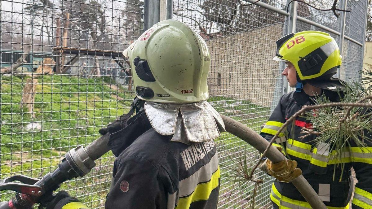 Fellángolás az állatkertben: a tűzoltók nem mindennapi látványban részesültek (+videó, fotók)