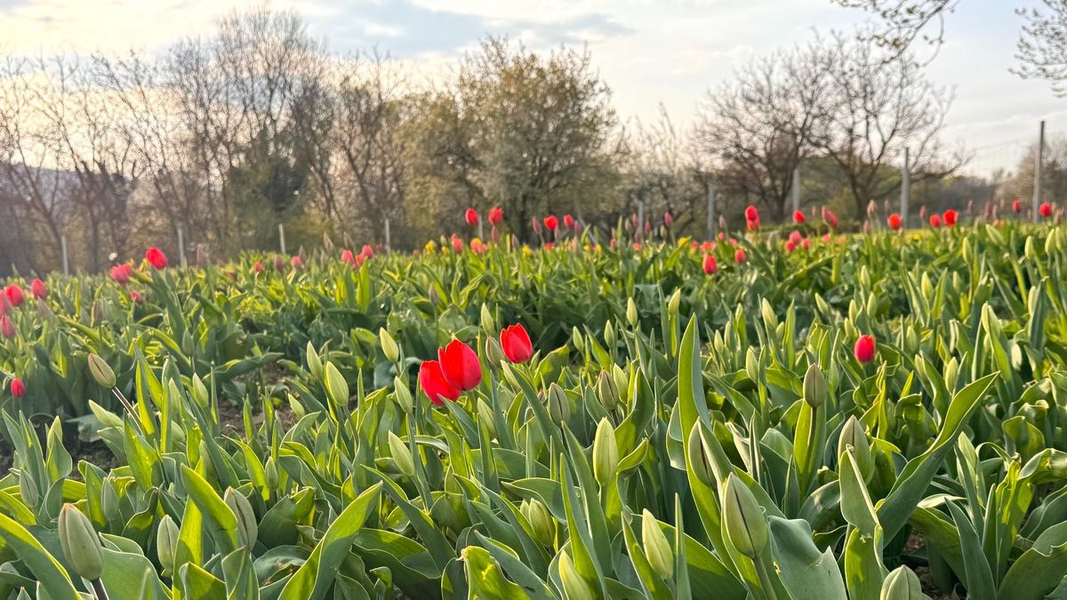 Megnyílt a Tulipánkert: már most özönlenek a látogatók a Balaton egyik legszebb tavaszi helyére (galéria)