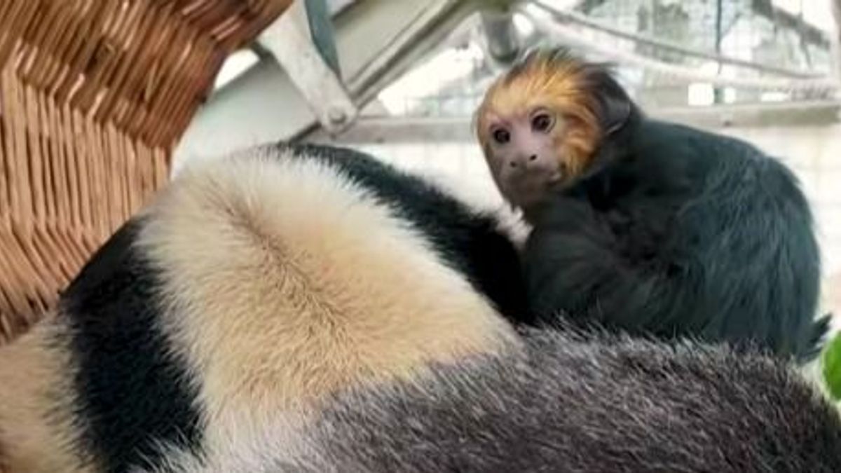 Összebújva alszanak: váratlan barátság született az állatkertben (+ videó)