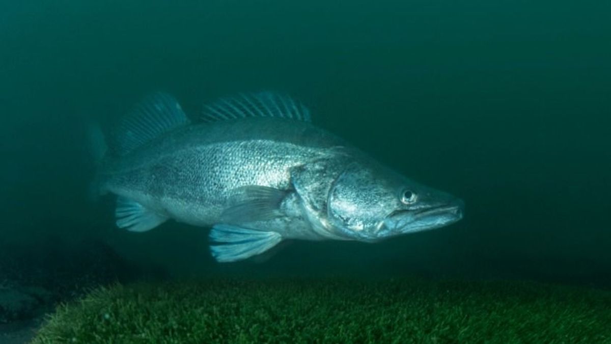 Most robban be igazán a balatoni szezon: megváltozik a part, hatalmas a horgászok öröme is