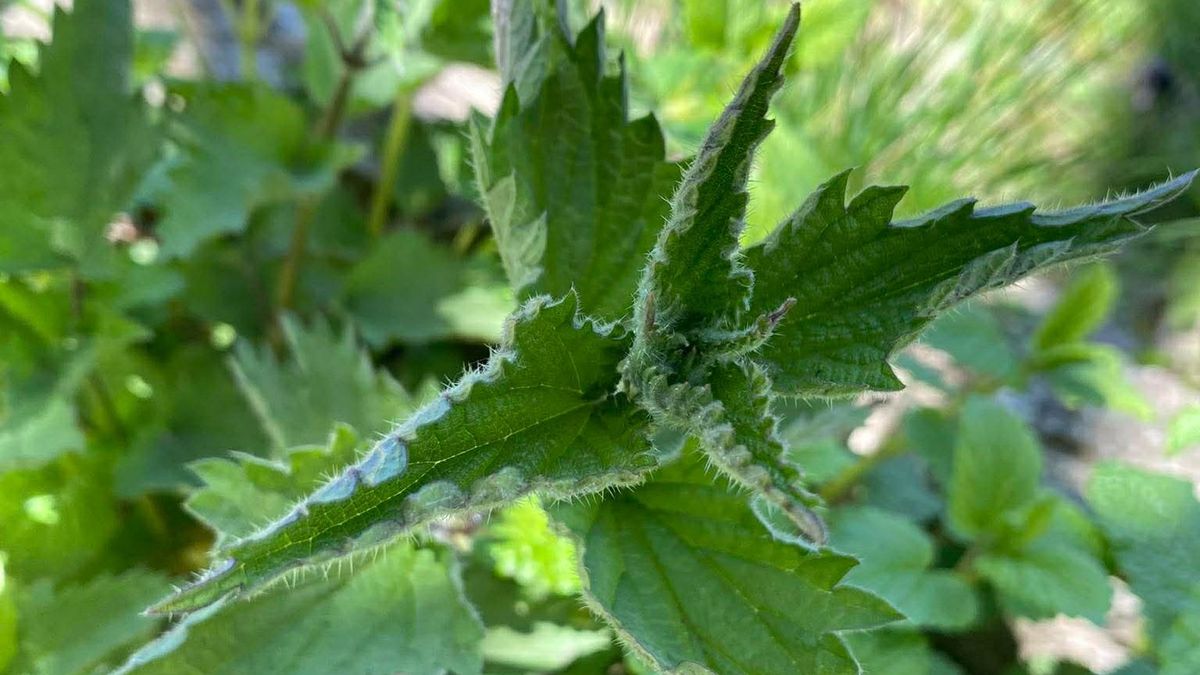 A csalán hatása: ezért pörög most mindenhol – a magja a libidót is beindíthatja (+videó)