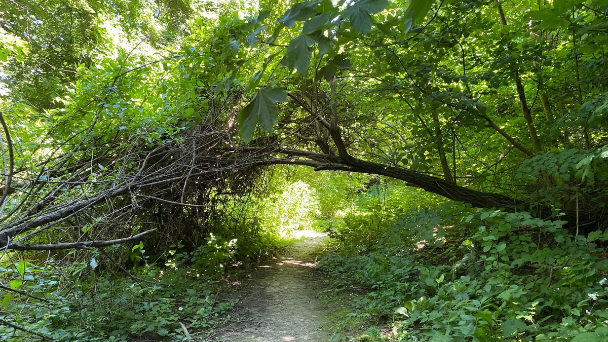 Felfedjük az erdők rejtett metropoliszainak titkát, a városi legendákat is übereli a valóság