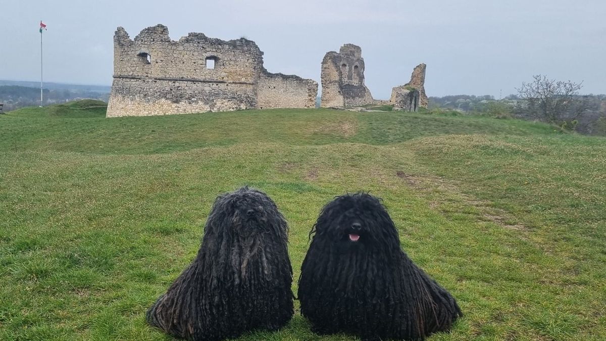 Kirándulás kutyákkal a várak közti, legendás, fényjeles üzenetváltások nyomában (galéria)