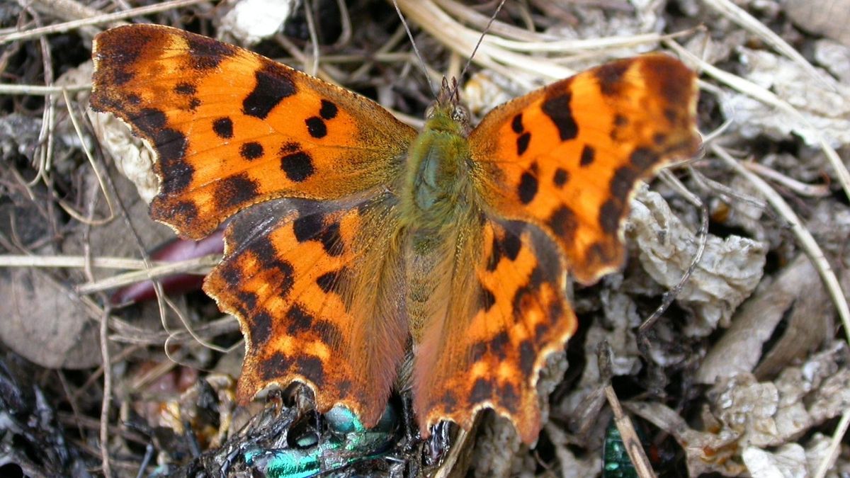 Felbukkant a szárnyán betűt viselő lepke