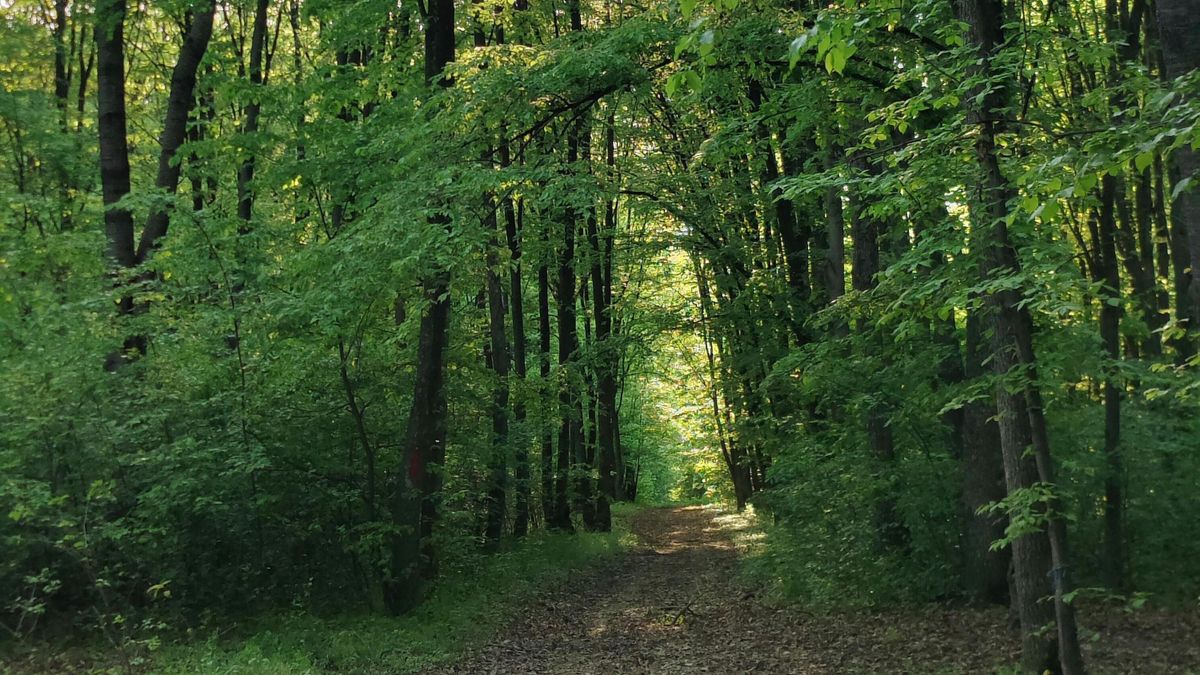 Még mindig keresik a szülők a Bakonyban csaknem két éve eltűnt lányukat, segítséget kérnek 