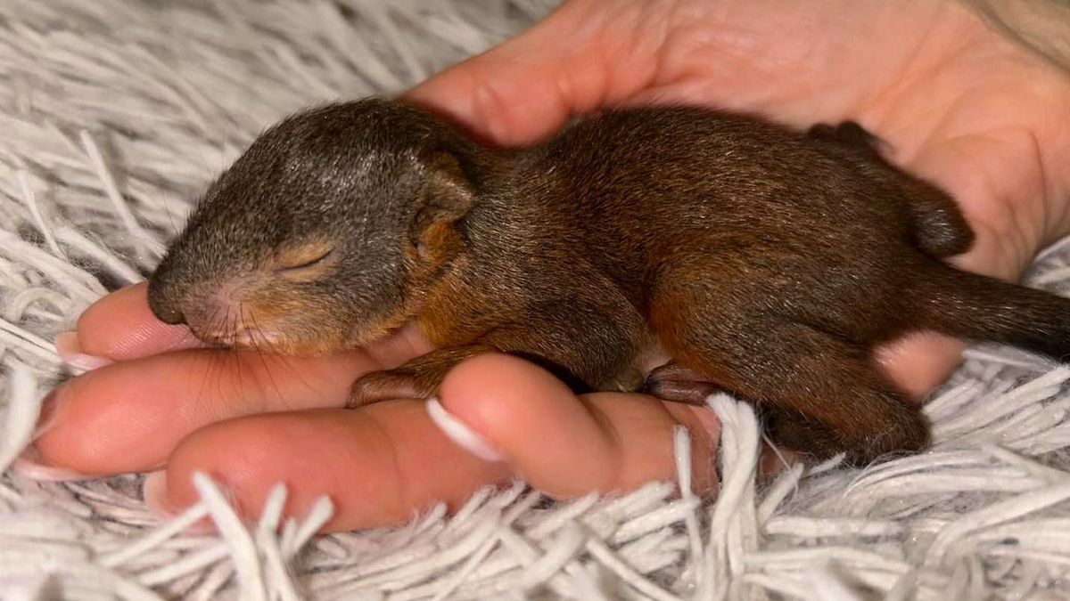 Sorban kerülnek bajba a bébimókusok, mutatjuk a cukiságözönt (képgaléria, videó)