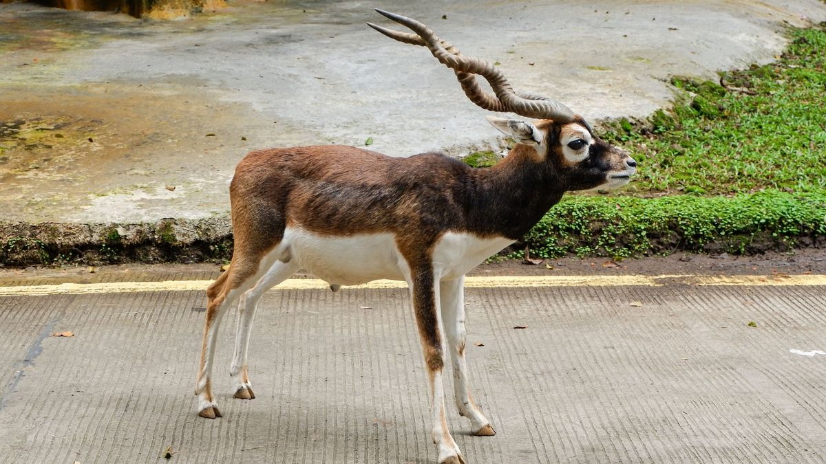 Kegyetlen bűntény történt a bécsi állatkertben