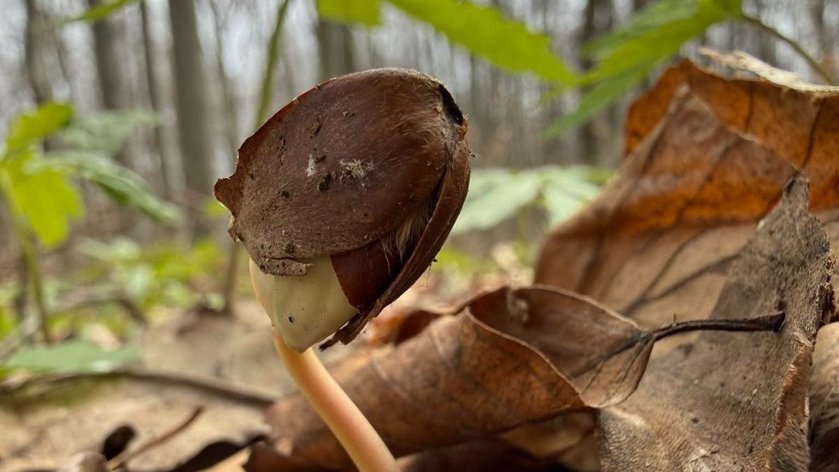 Lejár a bakonyi erdők ideje, jön az erdősztyepp és a félsivatag – Tehetünk valamit?