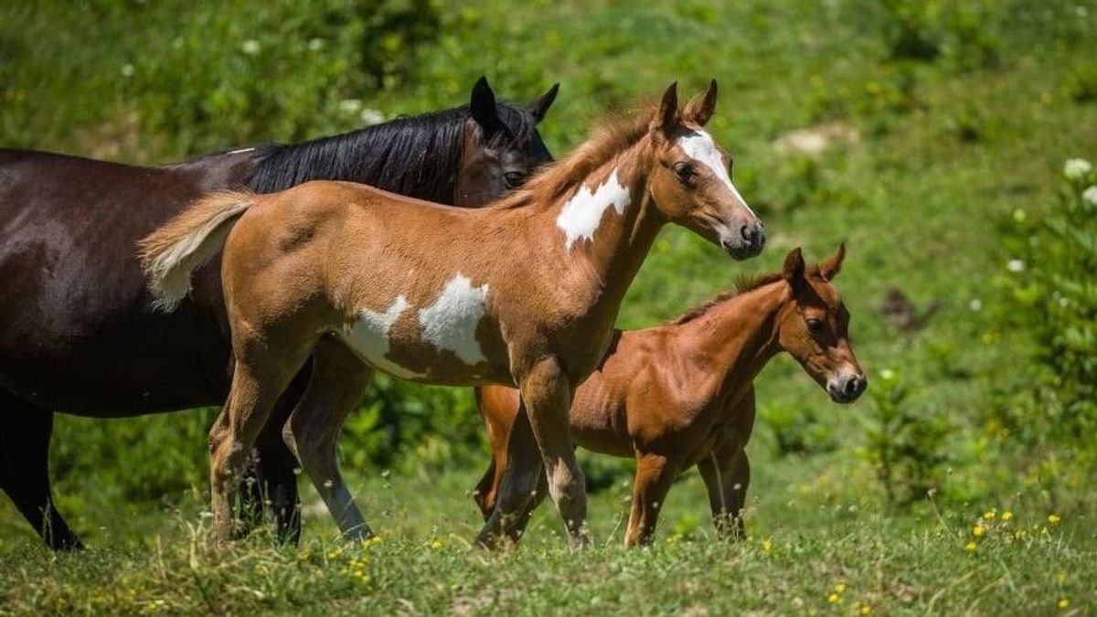 Ilyen szép a lovak szabadsága, amikor az új legelőre először futhat ki a bakonyi ménes (videó)