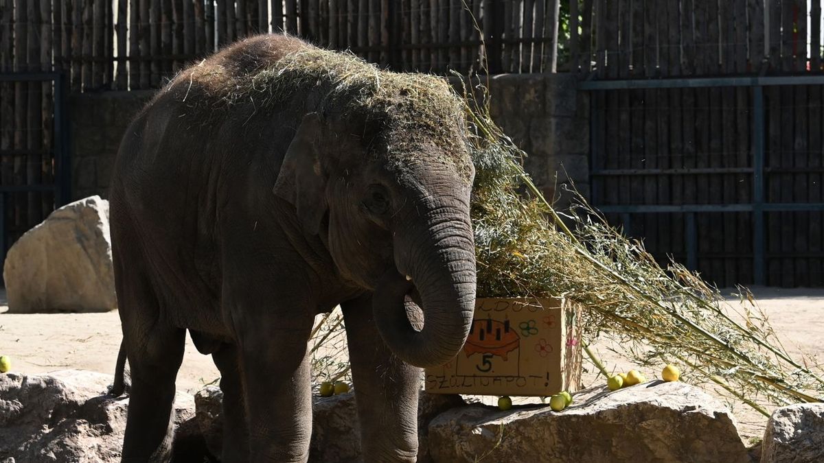 Torta, ünneplés és egy meglepő hír: új élet vár Samura Veszprémben