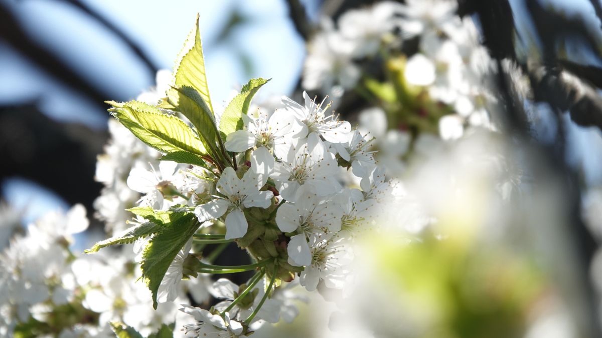 A hó sem marad sokáig: visszatérhet a jó idő szombaton