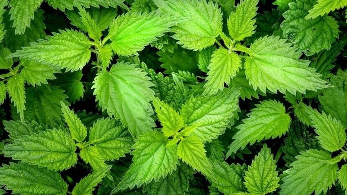 Nem csak gyomnövény! Ezért hasznos a tavaszi csalán