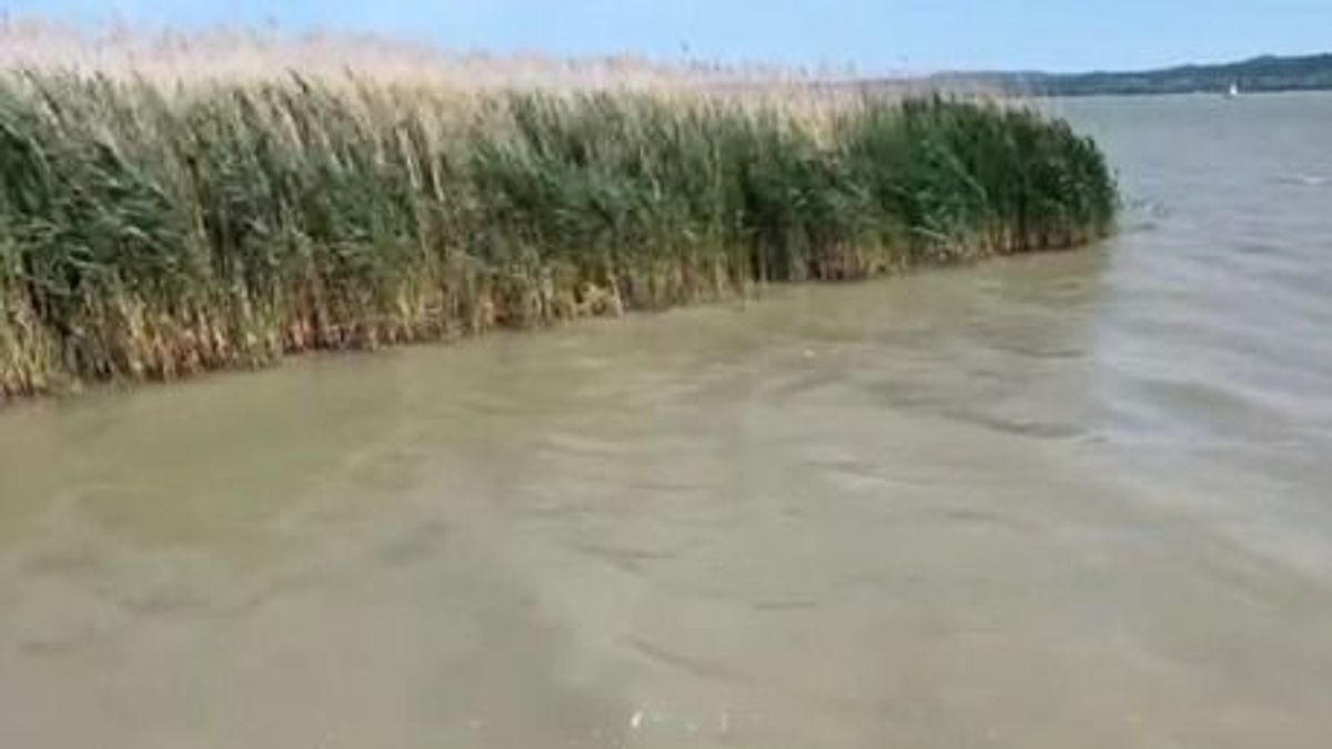 Döbbenetes látvány a Balatonnál: bundás „halak" lepték el a strandot (+ videó)