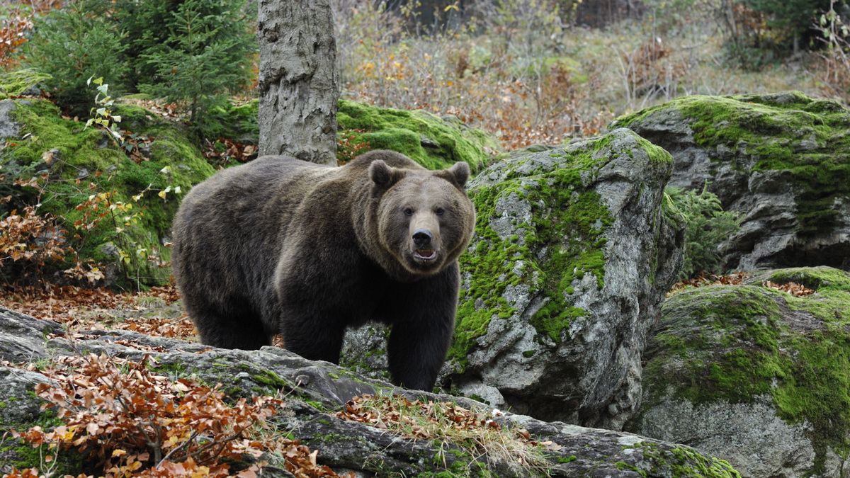 Medvét láttak a nemzeti parkban, kiadták a figyelmeztetést