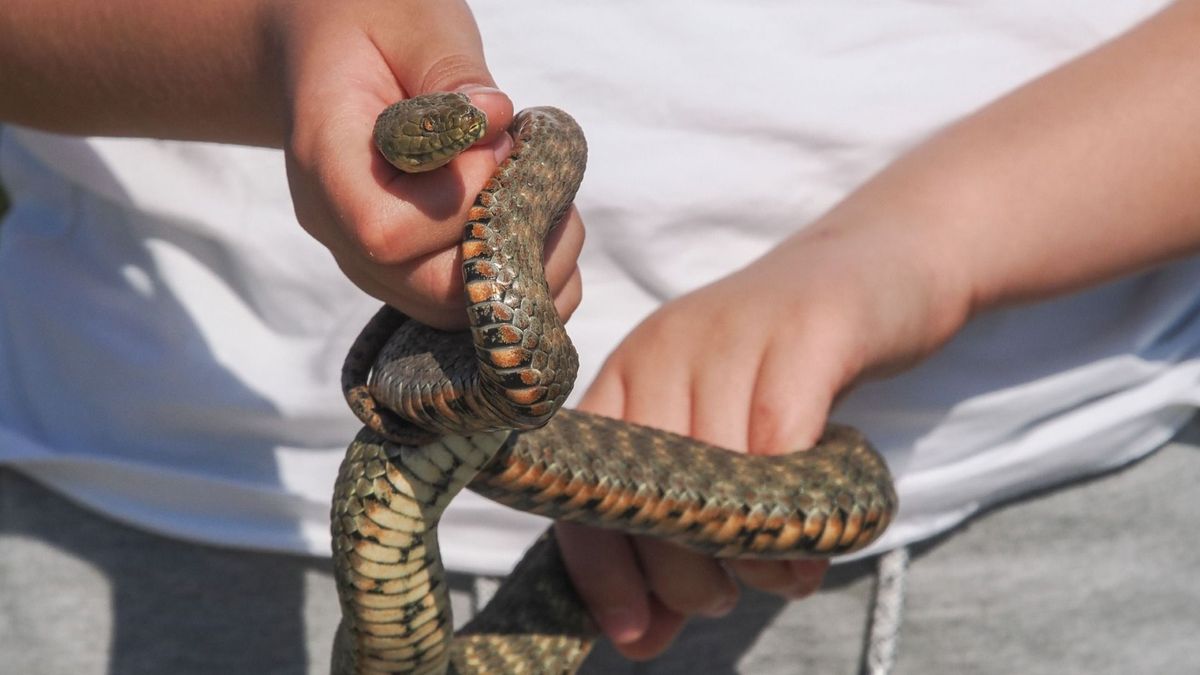 Még a ragadozók is menekülnek, méter feletti siklókba futhatunk a Balaton-parton (galéria)