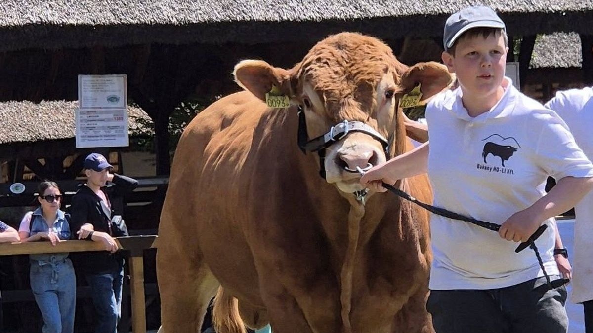 Na, ez a vagány! Még csak 11 éves, de már a Bakony jámbor óriását neveli Lackó +fotók