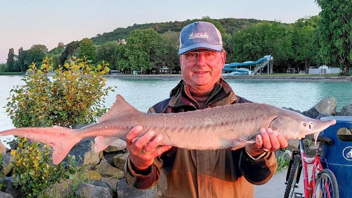 Óriási meglepetés érte a horgászt Tihanynál, ritka halat fogott ki a Balatonból