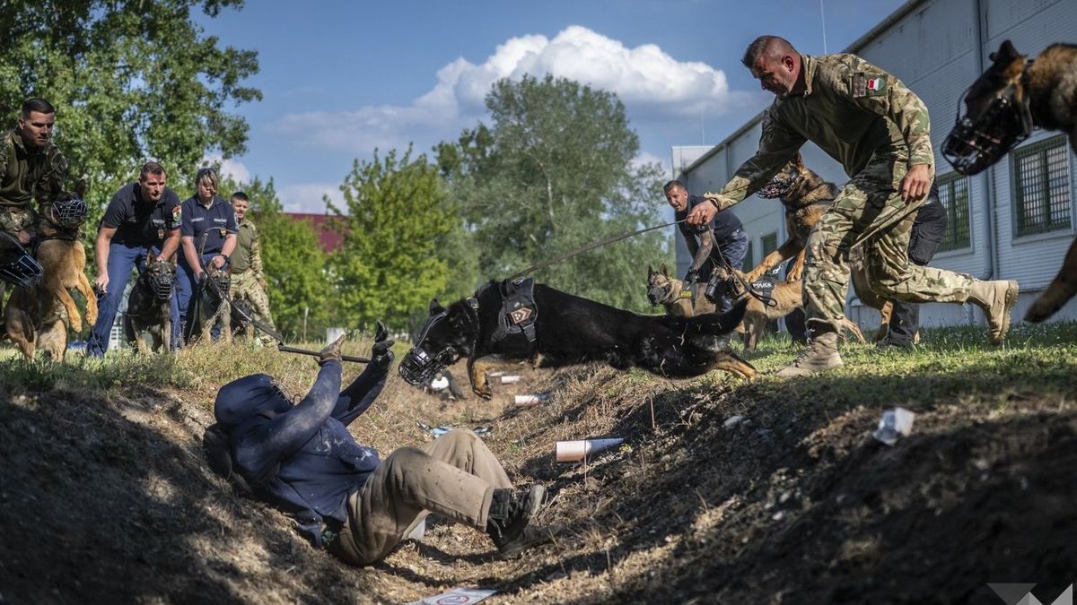 Fegyveres elfogás és éjszakai gyakorlat: így képezik a szolgálati kutyákat (galéria + videó)