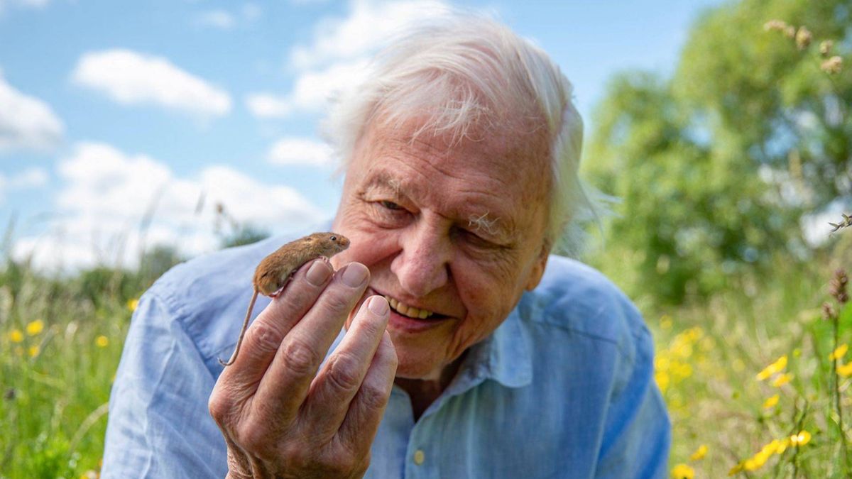 Százéves David Attenborough – A természetfilmek ikonja előtt tiszteleg a világ (videó)