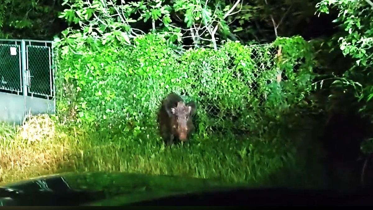 Hazafelé tartottak, amikor farkasszemet néztek a vaddisznóval Balatonalmádiban (+videó)