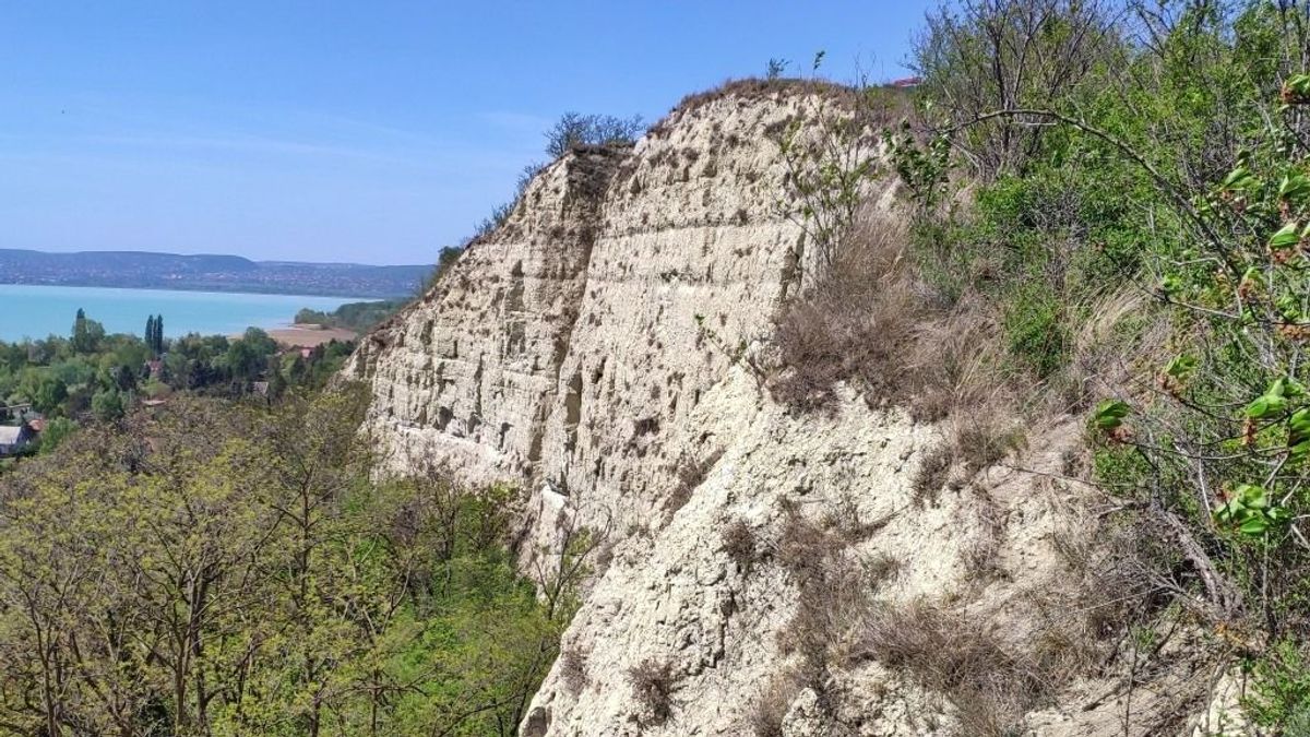 Veszélyes löszfalon dolgoznak a Balatonnál: a helyiek a fák és a madarak miatt aggódnak