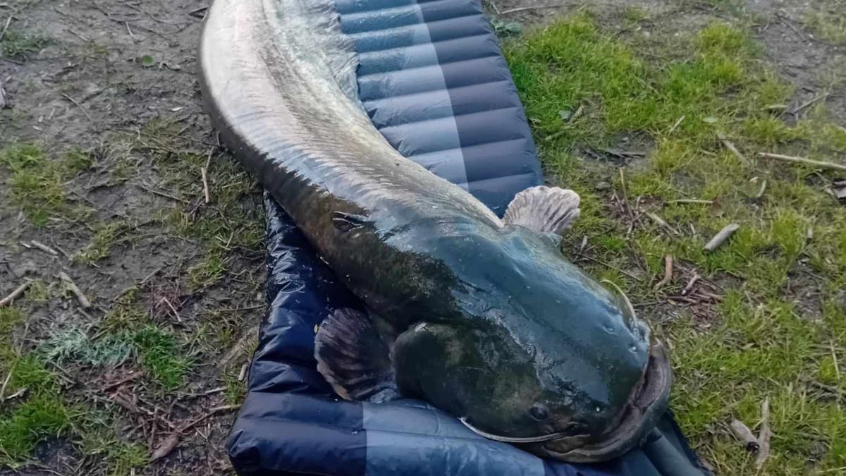 A Balaton veteránjai: a tó vize szó szerint nyugdíjasparadicsom