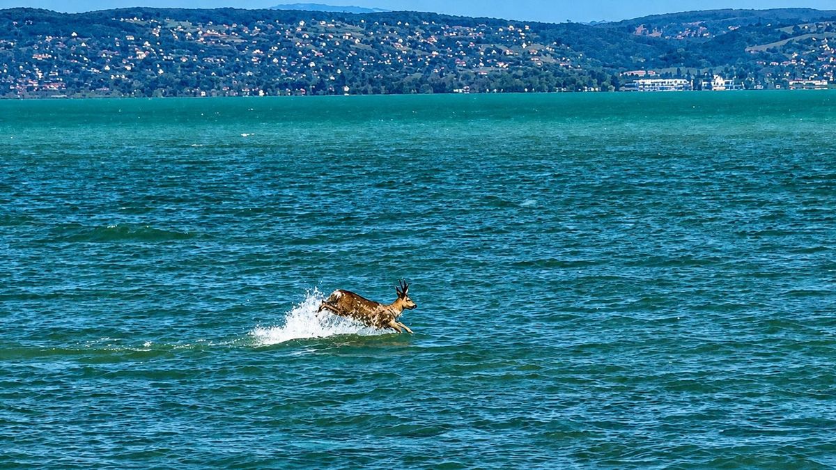Delfin módjára száguldott az őz a Balatonban – Látványos videók az állati „duatlonról"